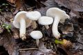 Hygrophorus cossus